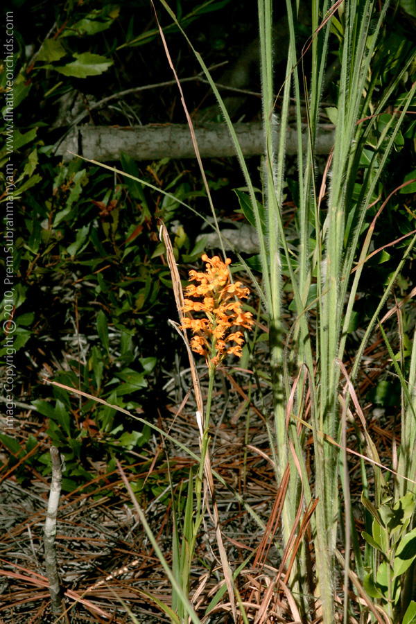 Crested Fringed Orchid (Platanthera cristata)