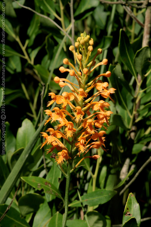 Hybrid Fringed Orchid (Platanthera x channellii)