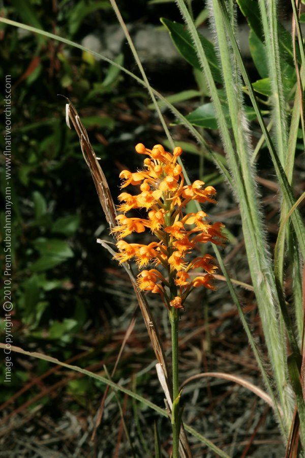 Crested Fringed Orchid (Platanthera cristata)