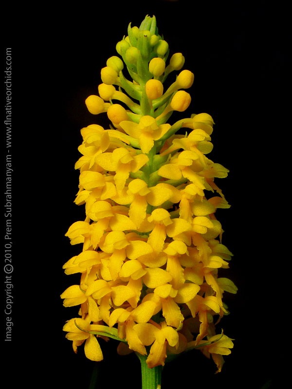 Orange Fringeless Orchid (Platanthera integra) - inflorescence