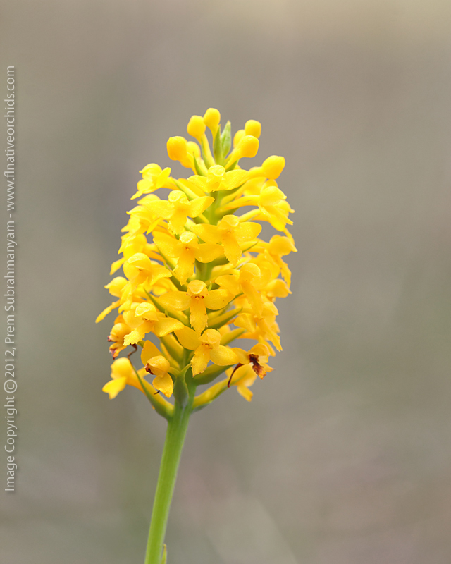 Yellow Fringless Orchid (Platanthera integra) - Inflorescence.