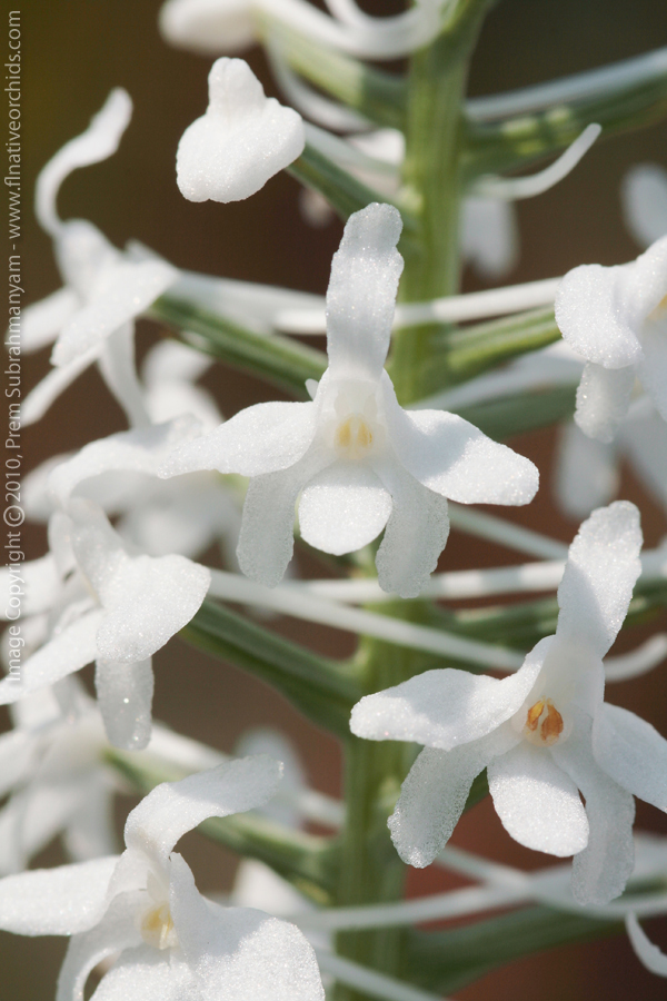 Snowy Orchid (Platanthera nivea) - flower closeup.