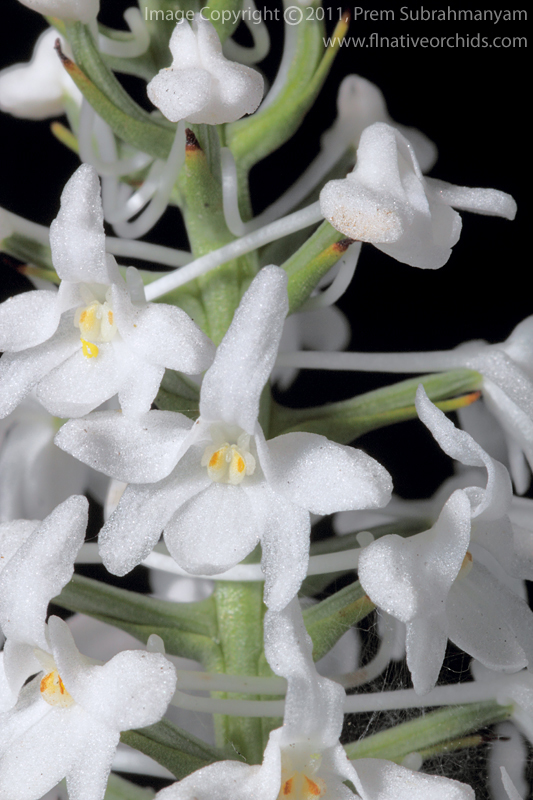 Snowy Orchid (Platanthera nivea)