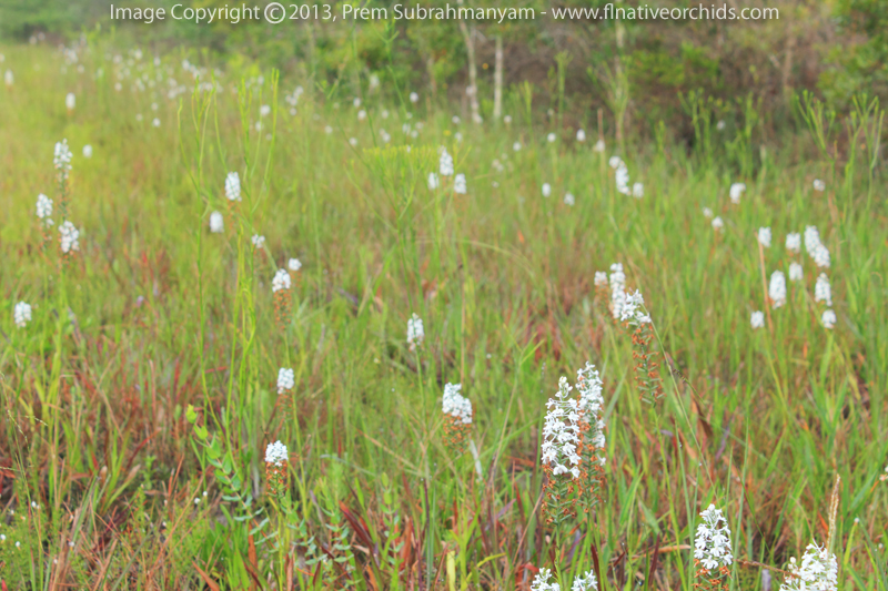 Snowy Orchid (Platanthera nivea) in Situ