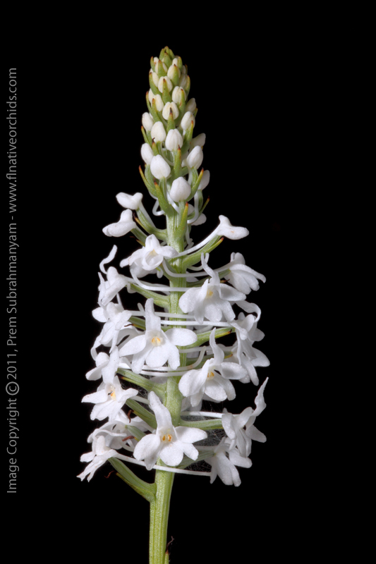 Snowy Orchid (Platanthera nivea)