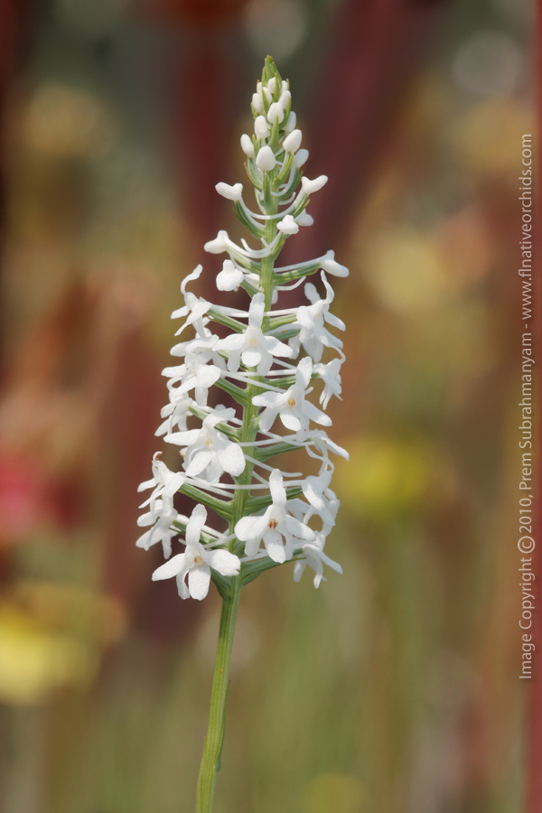 Snowy Orchid (Platanthera nivea) - entire spike.