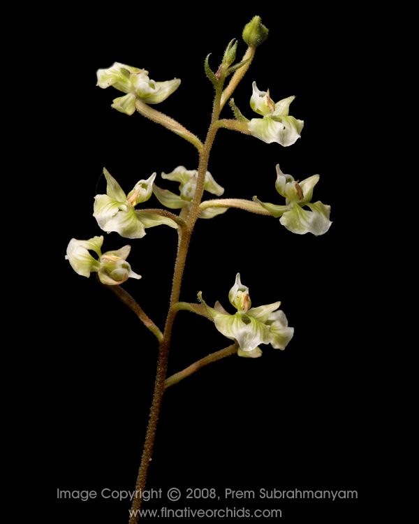 Shadow Witch Orchid (Ponthieva racemosa) - flower spike