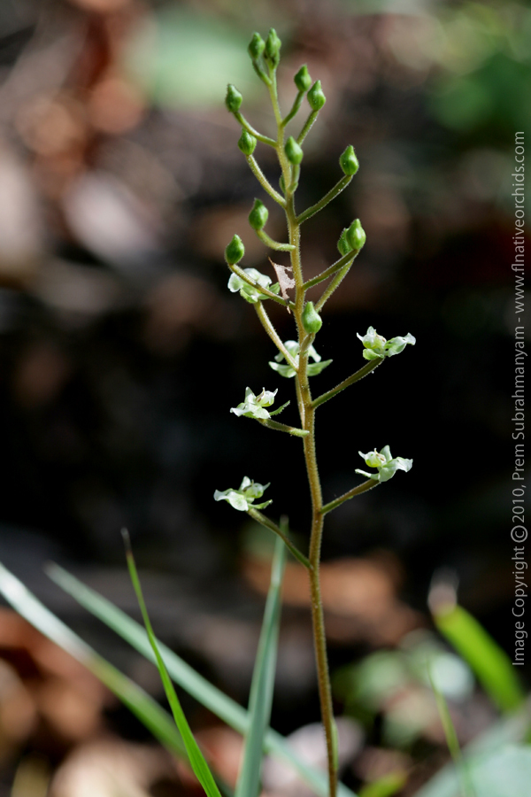 Shadow Witch Orchid (Ponthieva racemosa) - flower spike
