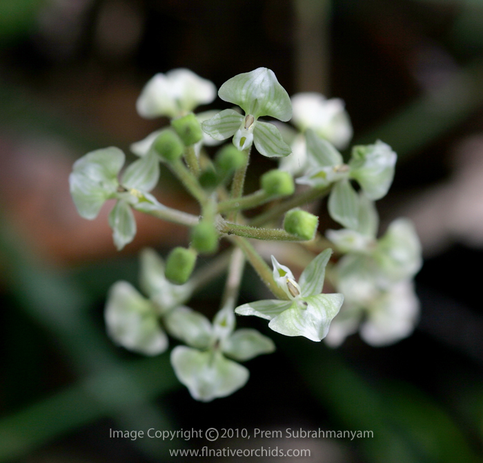 Shadow Witch Orchid (Ponthieva racemosa) - flower spike