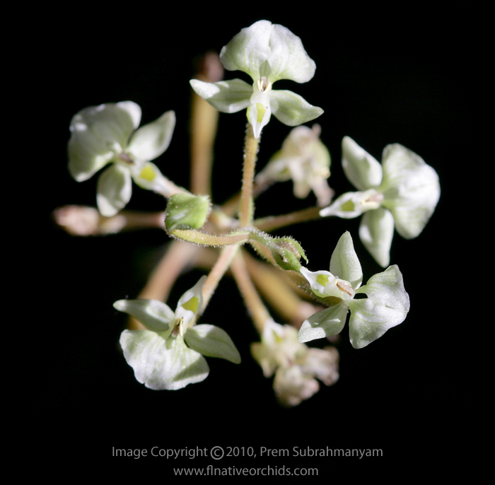 Shadow Witch Orchid (Ponthieva racemosa) - flower spike