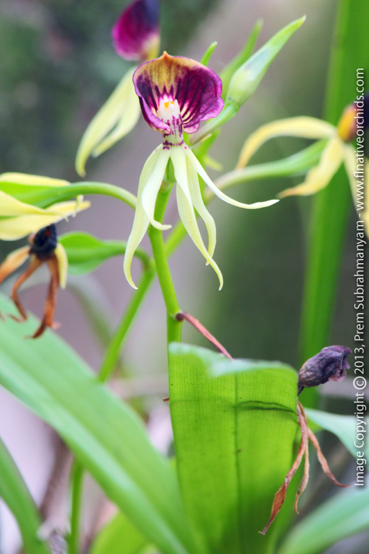 Clamshell Orchid (Prosthechea cochleata) - Flower