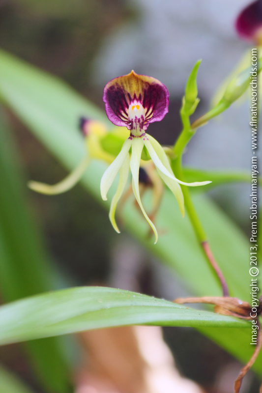 Clamshell Orchid (Prosthechea cochleata) - Flower