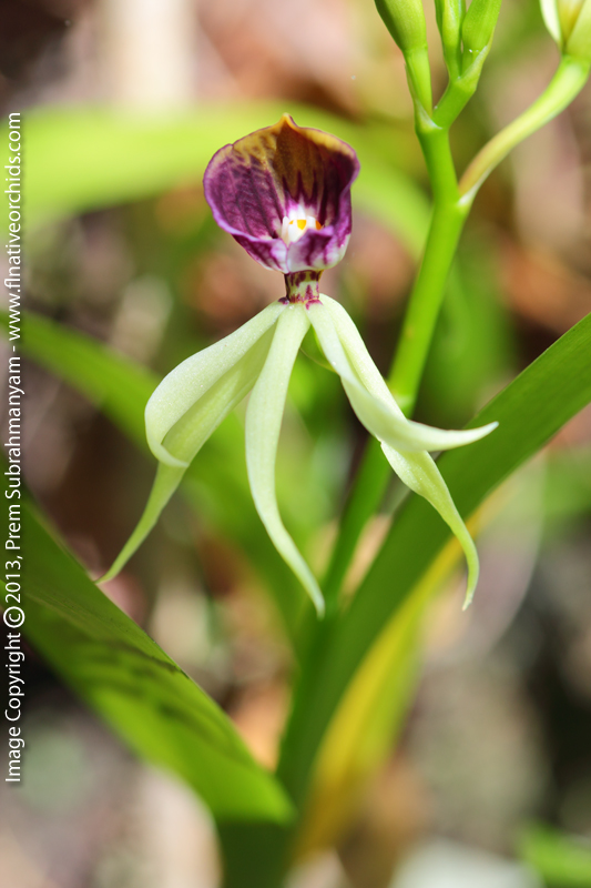 Clamshell Orchid (Prosthechea cochleata var. triandra) - Flower