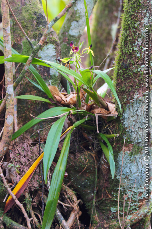 Clamshell Orchid (Prosthechea cochleata) - Entire Plant