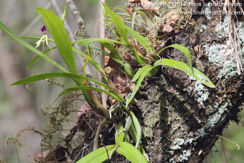 Clamshell Orchid (Prosthechea cochleata var. triandra) - Plant