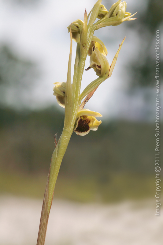 Giant Orchid (Pteroglossaspis ecristata) - Flowering spike.