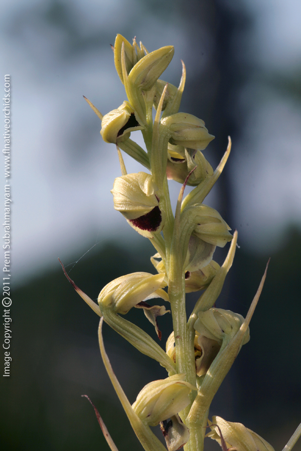 Giant Orchid (Pteroglossaspis ecristata) - Flowering stem.