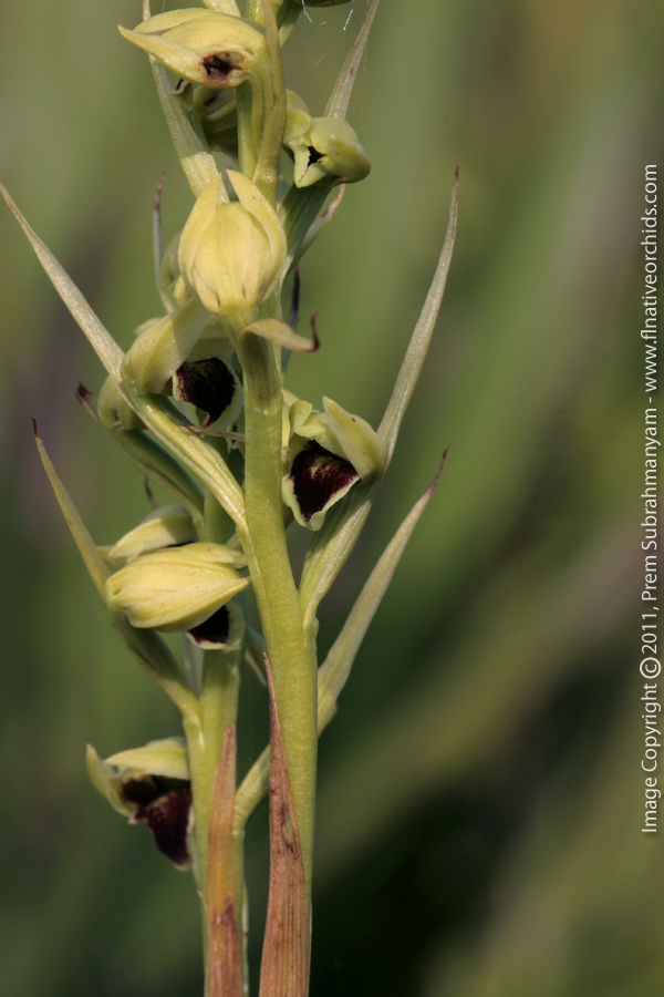 Giant Orchid (Pteroglossaspis ecristata) - Pair of flowering spikes.