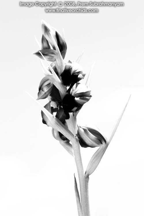 Pteroglossaspis pottsii spike - black and white treatment.
