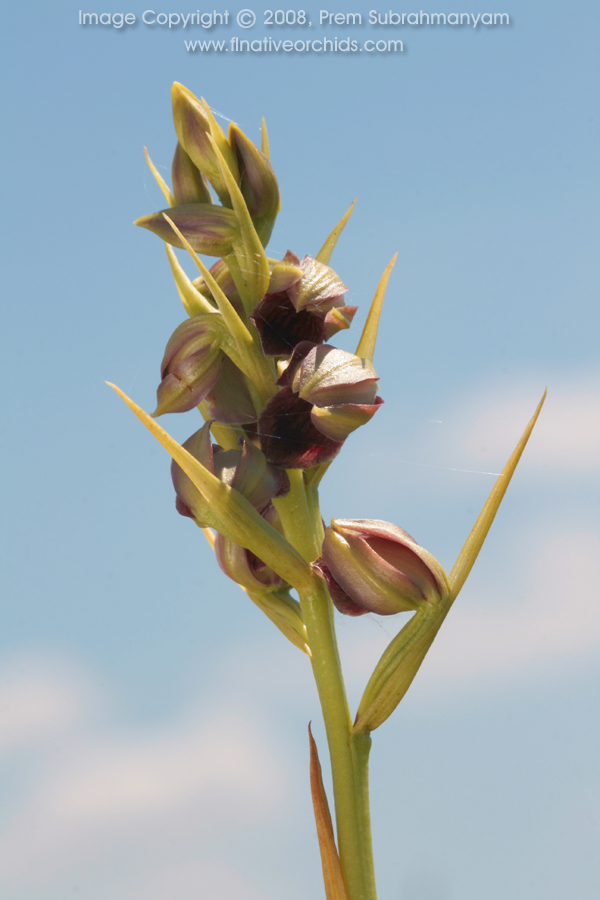 Pteroglossaspis pottsii entire inflorescence.