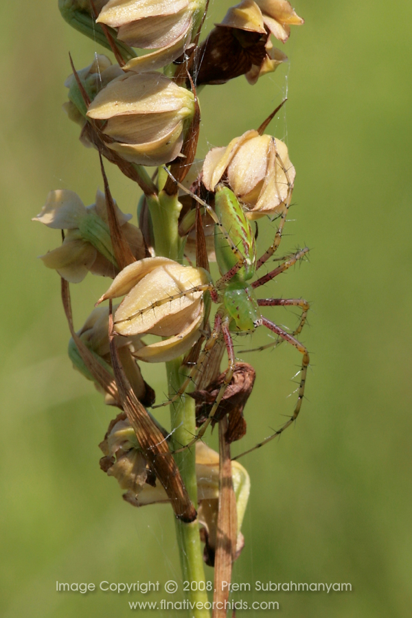 Green lynx spider (Peucetia viridans) on a spent P. pottsii spike.