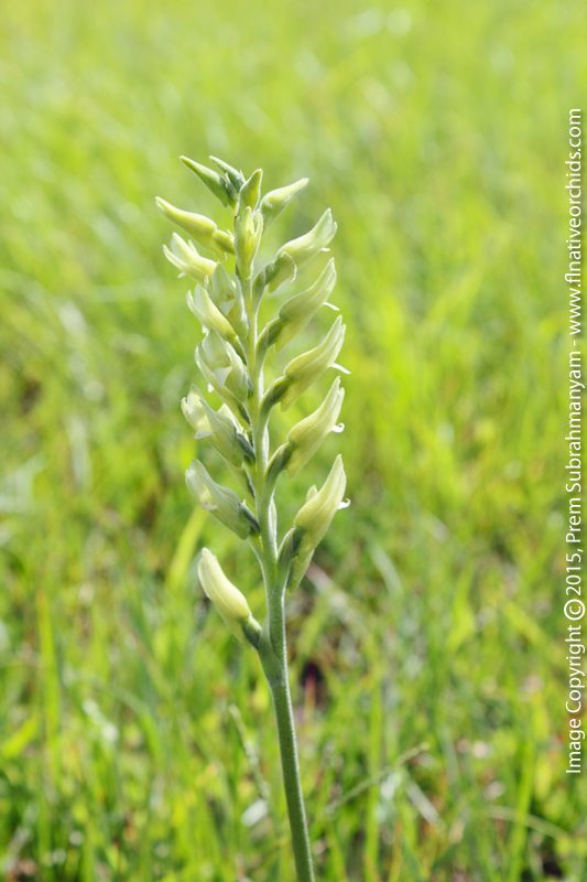 Scarlet Ladies Tresses, Green Form (Sacoila lanceolata fma. albidaviridis)