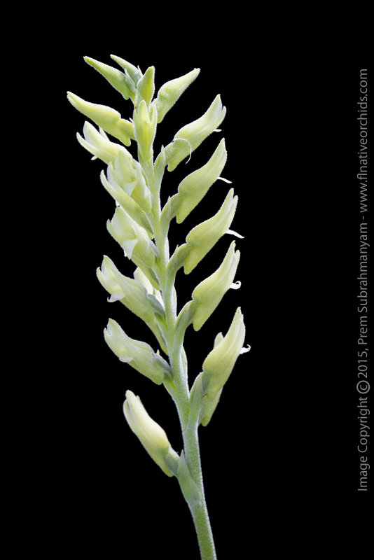 Scarlet Ladies Tresses, Green Form (Sacoila lanceolata fma. albidaviridis)