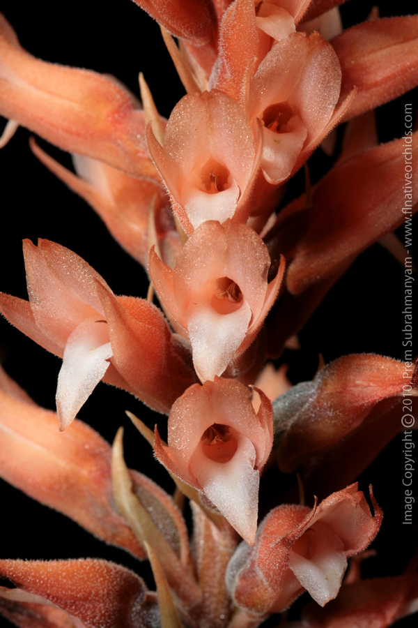Scarlet Ladies' Tresses (Sacoila lanceolata) - closeup.