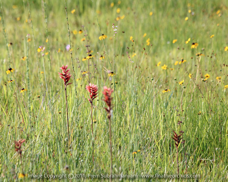 Scarlet Ladies' Tresses (Sacoila lanceolata) - plants on a roadside.