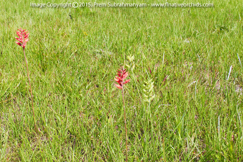 Scarlet Ladies Tresses, Green Form (Sacoila lanceolata fma. albidaviridis)