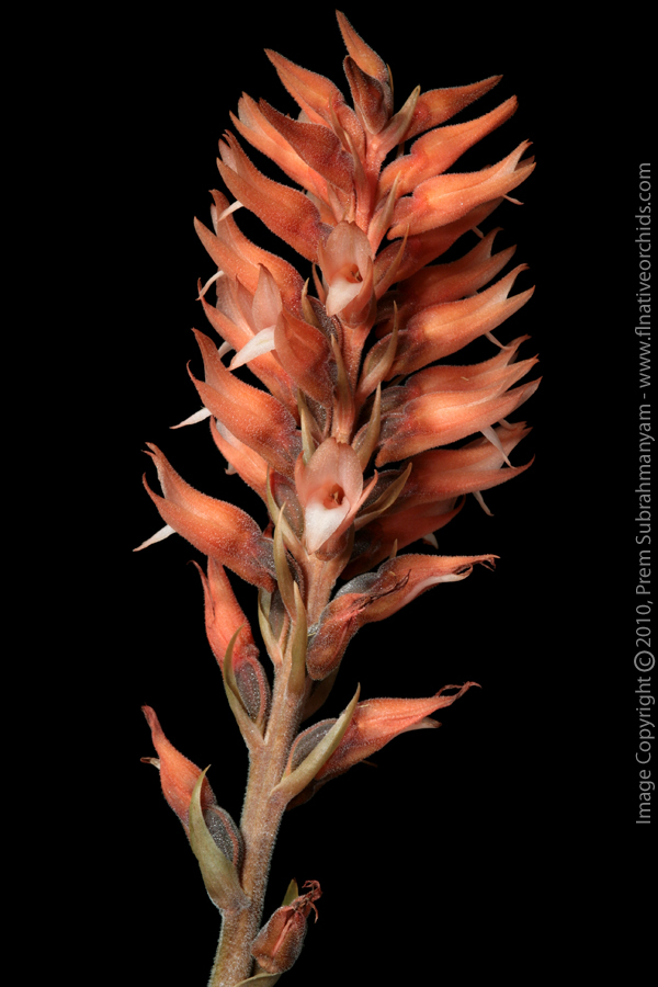 Scarlet Ladies' Tresses (Sacoila lanceolata) - single inflorescence.