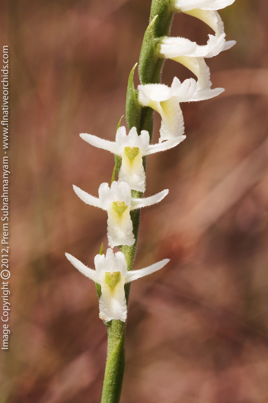 Long-lipped Ladies Tresses (Spiranthes longilabris) - Flower Close-up