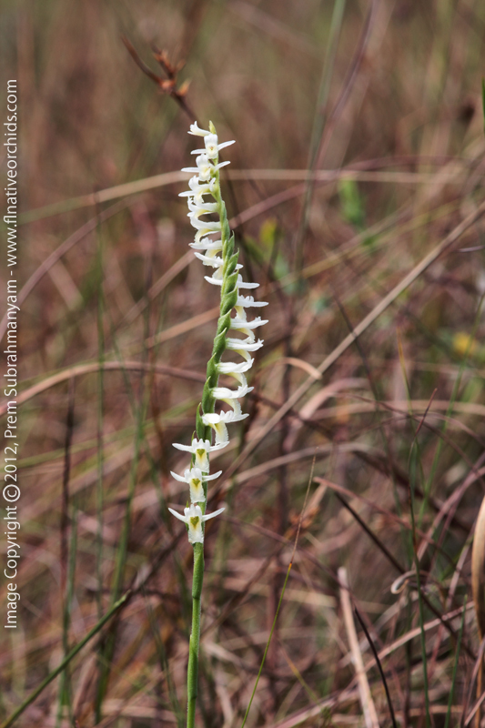 Long-lipped Ladies Tresses (Spiranthes longilabris) - Entire Spike