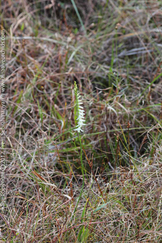 Long-lipped Ladies Tresses (Spiranthes longilabris) - Plant in Situ