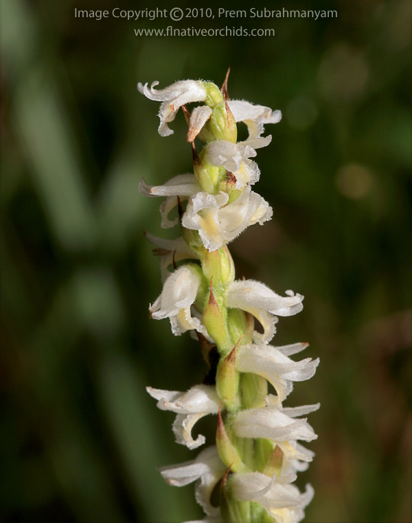 Fragrant Ladies' Tresses (Spiranthes odorata)