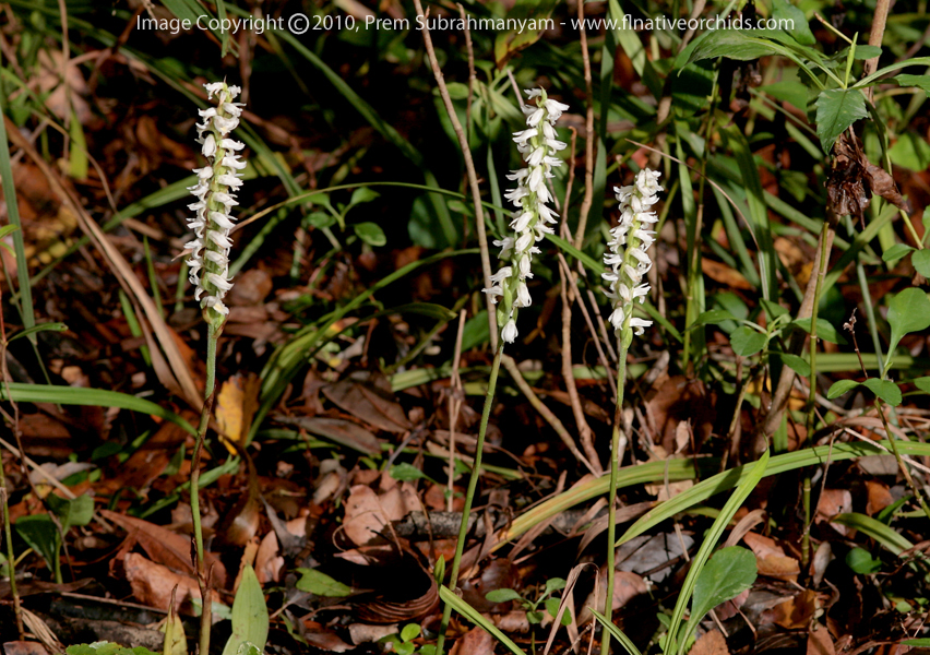 Fragrant Ladies' Tresses (Spiranthes odorata)