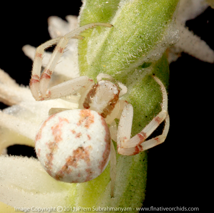 Crab Spider on a Spring Ladies Tresses (Spiranthes vernalis)