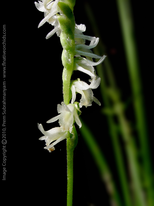 Spring Ladies Tresses (Spiranthes vernalis) - Flower Closeup