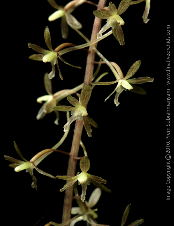 Cranefly Orchid (Tipularia discolor) - Flower closeup..