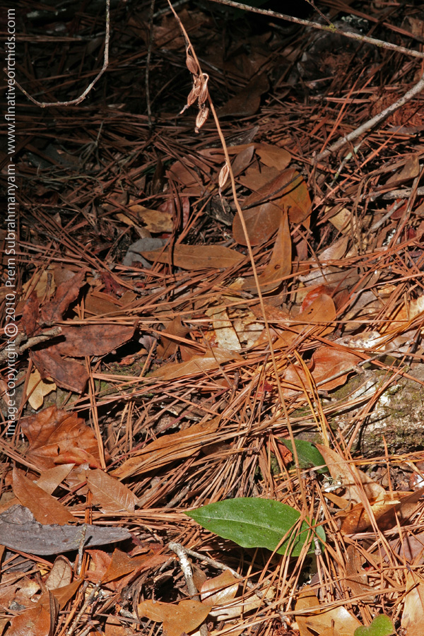 Cranefly Orchid (Tipularia discolor) - Hibernal Leaves and spent flowering spike.