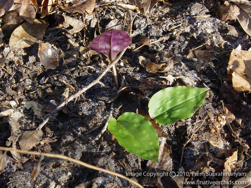 Cranefly Orchid (Tipularia discolor) - Hibernal Leaves