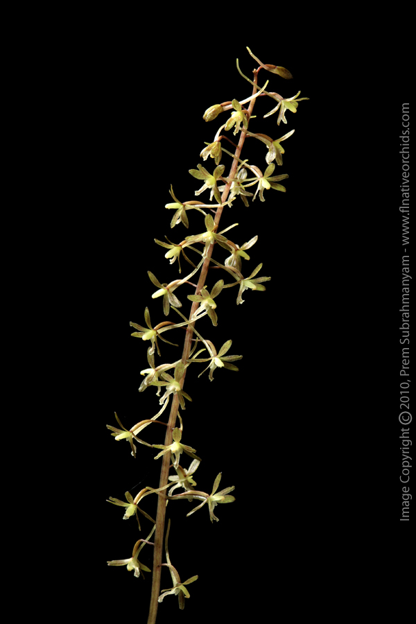 Cranefly Orchid (Tipularia discolor) - Flowering stem.