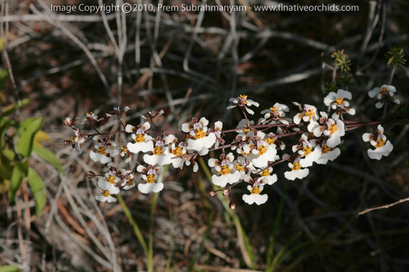 Florida Dancing Lady Orchid (Tolumnia bahamensis)