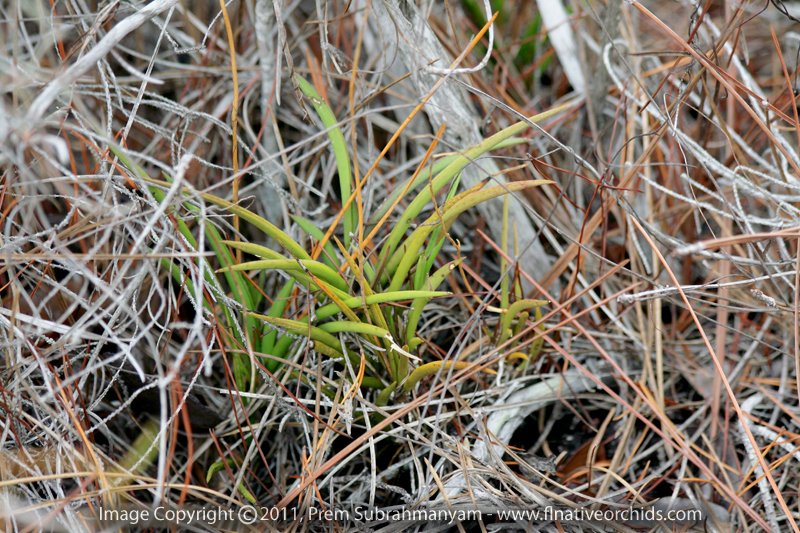 Florida Dancing Lady Orchid (Tolumnia bahamensis)
