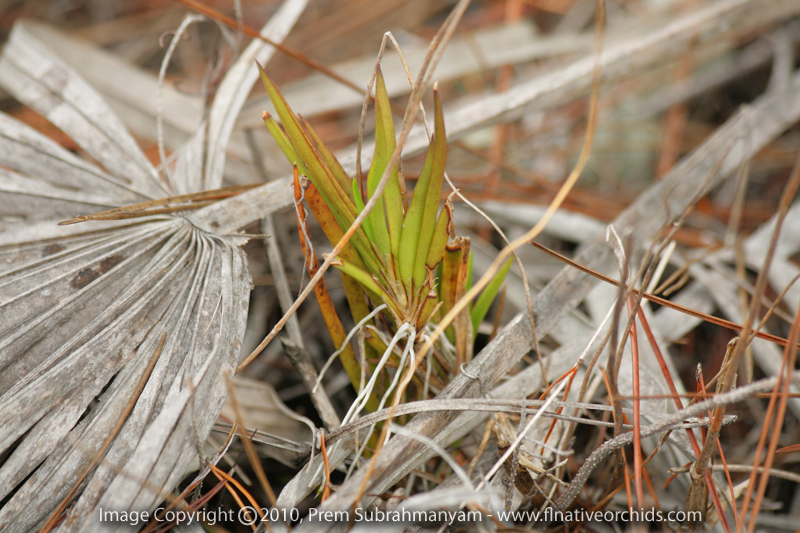 Florida Dancing Lady Orchid (Tolumnia bahamensis)