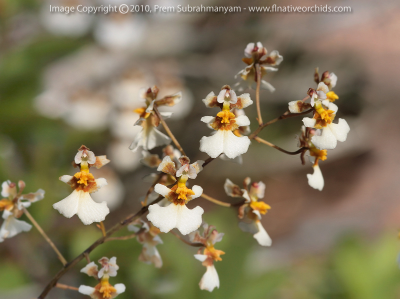 Florida Dancing Lady Orchid (Tolumnia bahamensis)