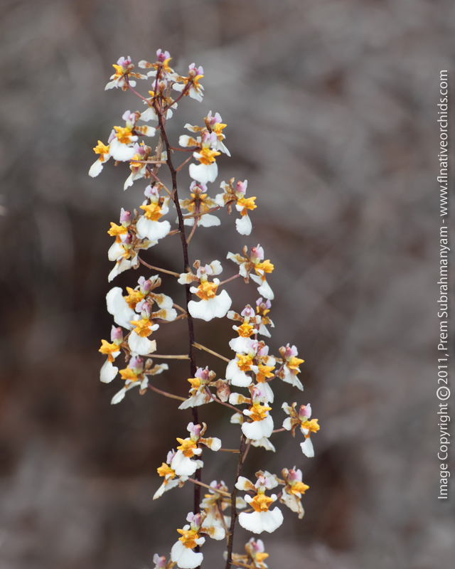 Florida Dancing Lady Orchid (Tolumnia bahamensis)