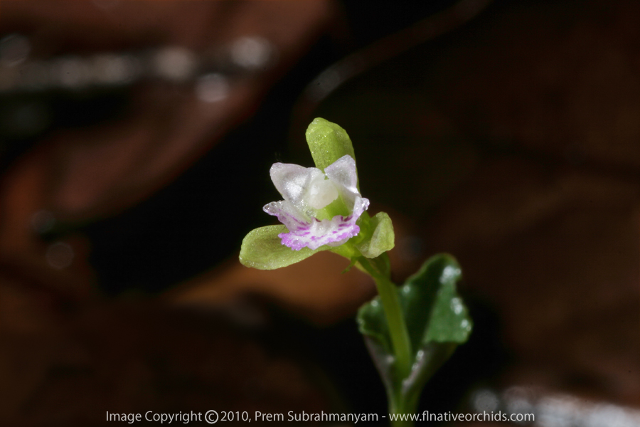 Triphora craigheadii - flower closeup.