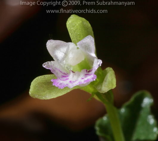 Triphora craigheadii - detail of flower closeup.