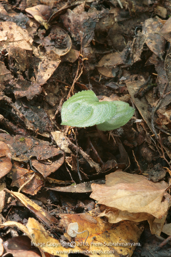 Triphora craigheadii - late-season plant.